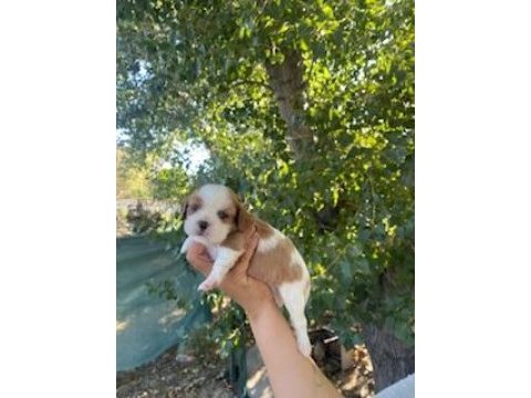 King charles cavalier