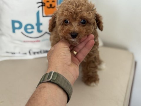 Petmode köpek çiftliğinde ziyarete açık kore maltipoo