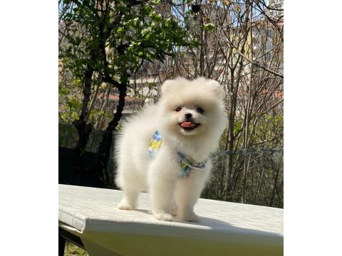 Pomeranian boo yavrular