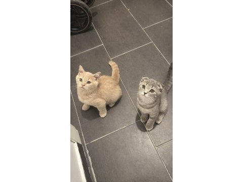 Tatlı scottish fold bebekler