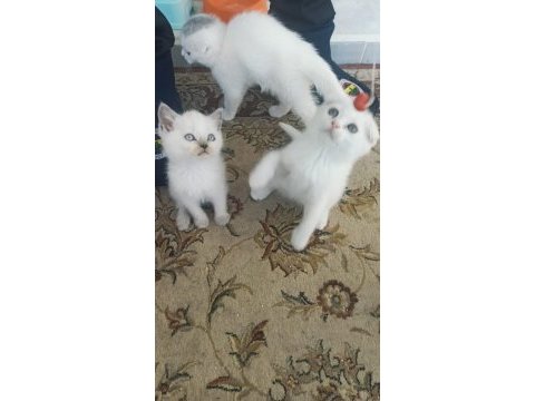 A kalite british shorthair yavrular