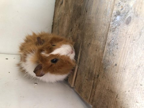 Guinea pig yavrular