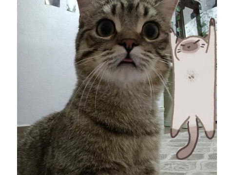 Ücretsiz evlat edinme bir aile arıyoruz