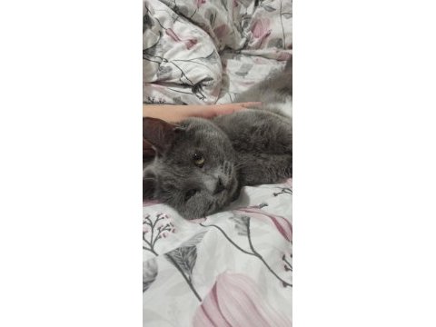 British shorthair 6-7 aylık