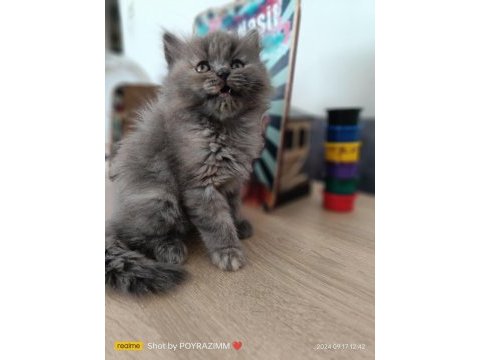 2 aylık orjinal british longhair kedimiz