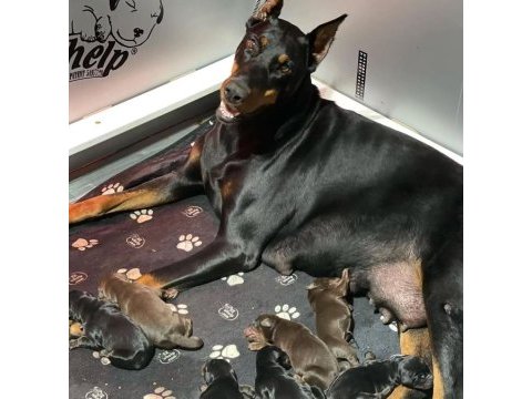 İzin belgeli üretim çiftliğinden doberman kapıda öde