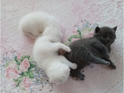 Safkan oyuncu beyaz yavru kedim