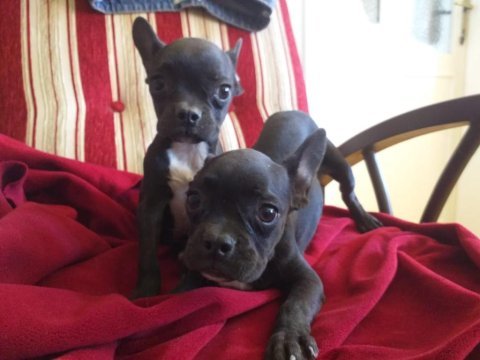 French bulldog bebekler