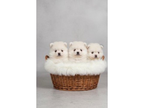 Pomeranian çok uygun