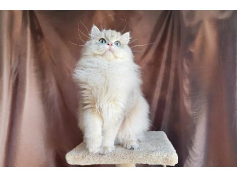 Gri british longhair yakışıklı