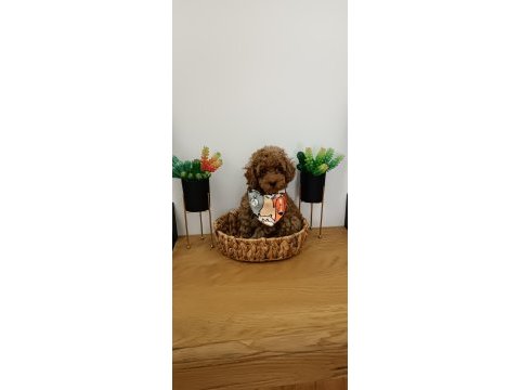 3 aylık toy poodle uygun erkek