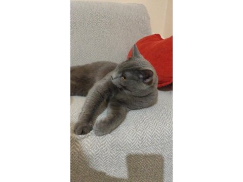 Eşyaları ile verilecek british shorthair