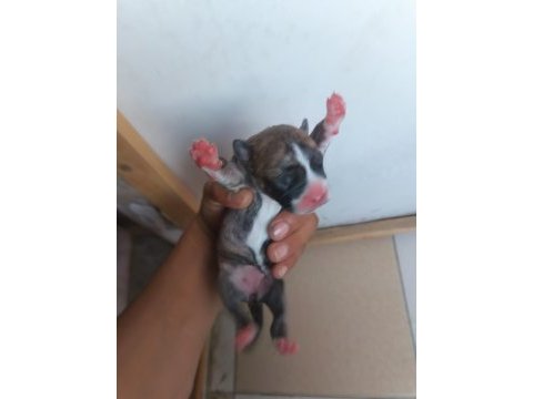 French bulldog yavrularımız