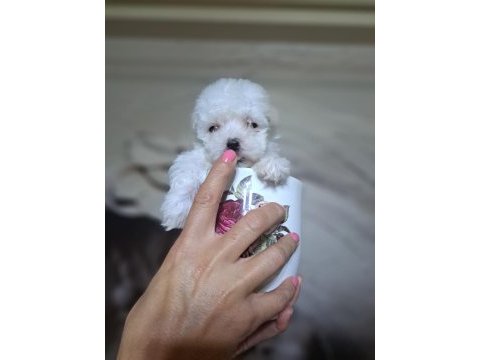 0 boy maltese terrier
