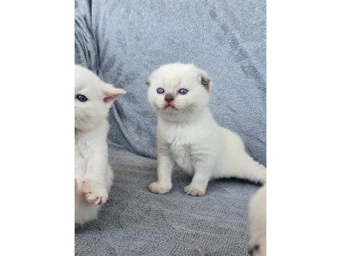 Scottish fold blue point
