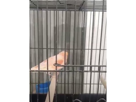 6 aylık 26 bileziki mozaik erkek kanarya