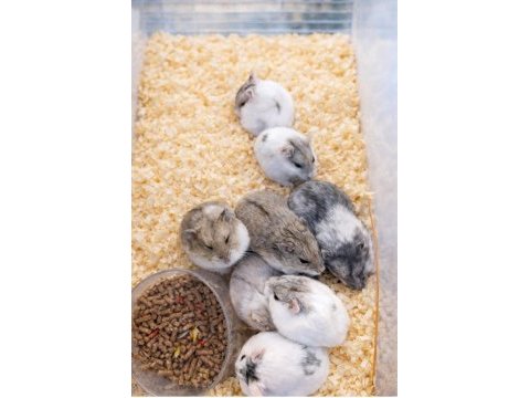 Gonzalez hamster