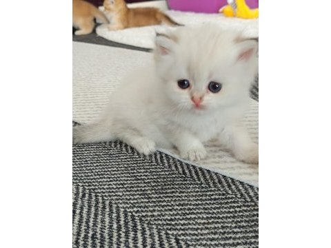 Muhteşem güzellikte golden blue point british longhair