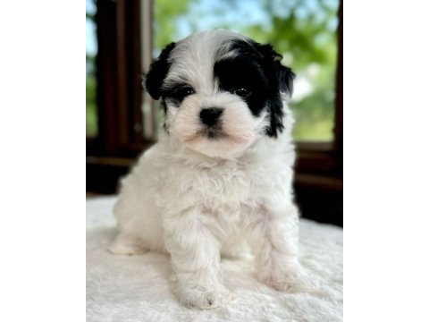 Morkie mavi boncuklarım kore