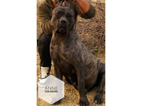 Dünya şampiyonu öz torunları cane corso