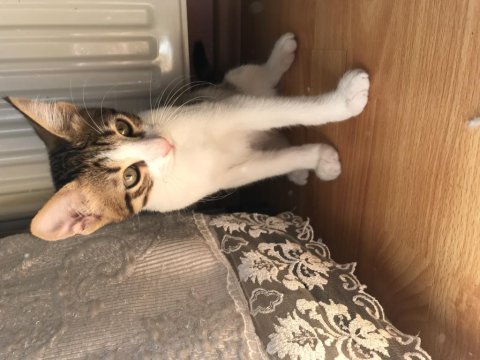 3 aylık erkek tekir kedimize kalıcı yuva arıyoruz