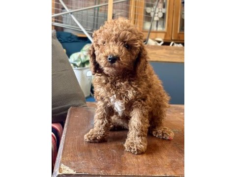 0 no mini toy poodle kızımız