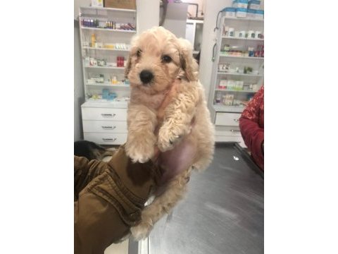 Apricot toy poodle erkek