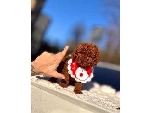 Safkan toy poodle yavrular