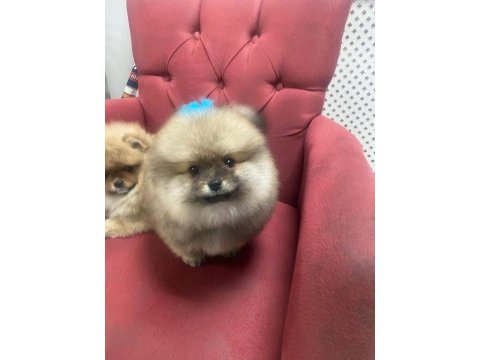 Yavru erkek pomeranian boo