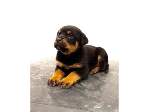 A scr rottweiler yavrularımız