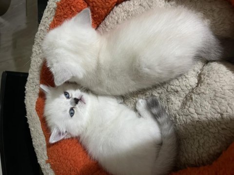 1 buçuk aylık dişi cins kedimiz