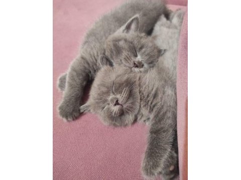 Safkan british longhair