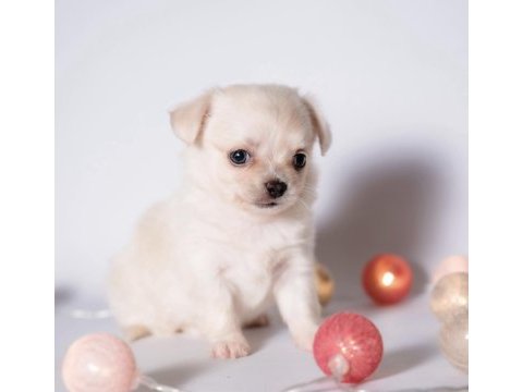 Elma surat chihuahua yavrularım