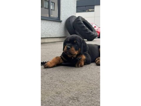 Ruhsatlı köpek çifliğinden rottweiler yavrular a scrli