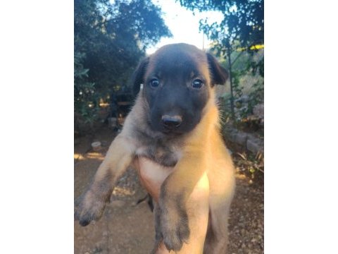 Belçika malinois yavrularımız 