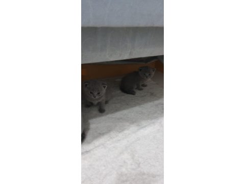 British shorthair