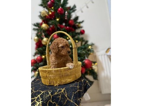 Toy poodle bebeklerimiz yuvasını arıyor