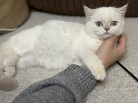 Golden point ay 1133 british shorthair