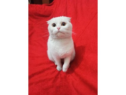 Kartopu scottish fold kedim yeni yuvasını arıyor