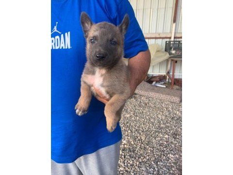 Süper malinois yavrularımız anne baba şampiyon