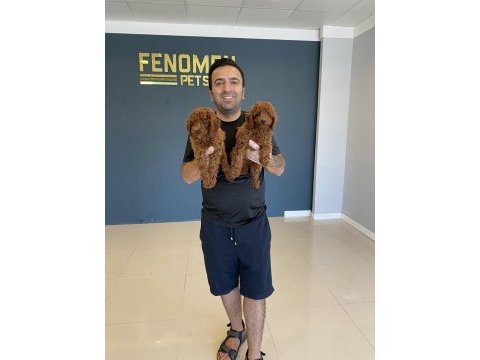 Renk renk orjinal toy poodle yavrularımız güncel ankara