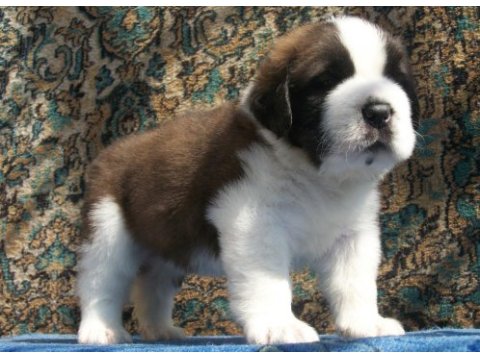 Safkan anne ve babadan st bernard yavrular