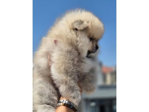 Dişi ayı surat pomeranian boo