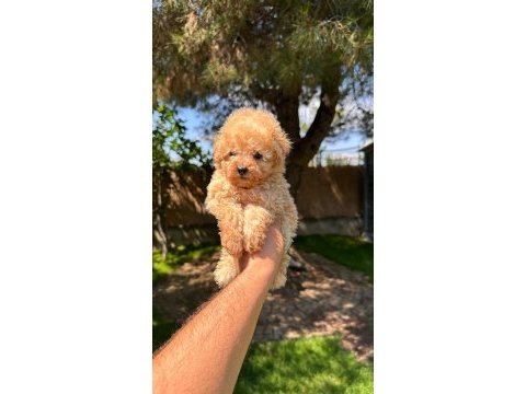 Aprikot toy poodle yavrumuz 