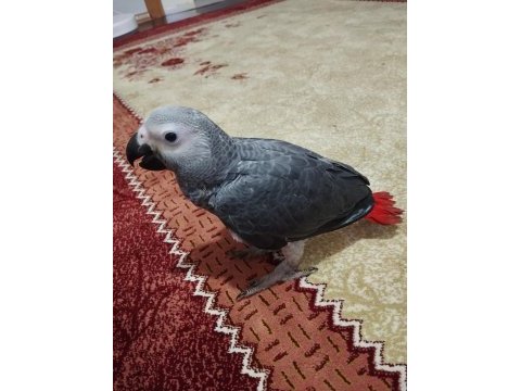 63 günlük sağlıklı jako papağanı yavrusu