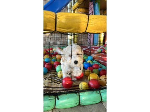 3 aylık yavru maltipoo