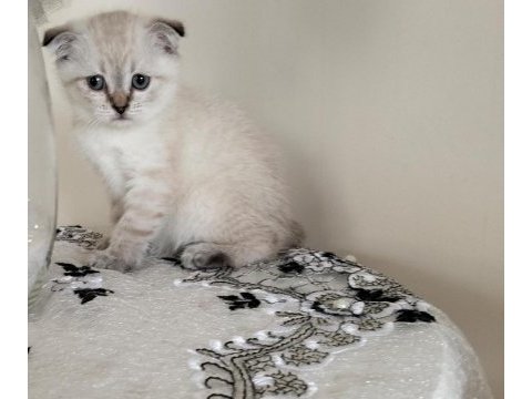 2 adet scottish fold dişi denizli