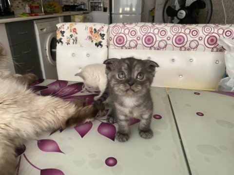 Minik british yavrularımıza sıcak bir aile ve yuva arıyoruz