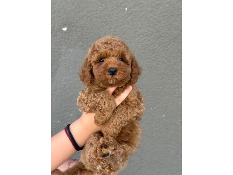 Sağlık ve ırk garantili teacup poodle