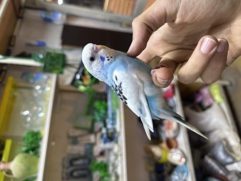 Yavru renk güzeli evcil muhabbet kuşu